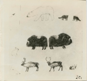 Image: Eskimo [Inughuit] Drawings, arctic animals and birds